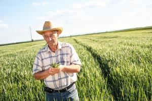 älterer Landwirt in einem Feld, das Ernte untersucht foto