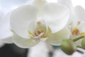 weiße Orchideenblume foto