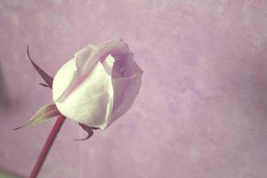 Rosenblüte auf rosa Hintergrund foto