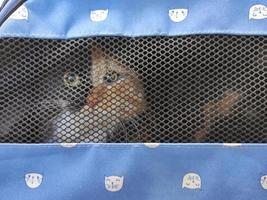 Die Katze in der Transportbox schaut durch das Netz foto