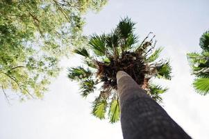 Foto von der Unterseite des Palmenstamms. hellblauer Himmel im Hintergrund.