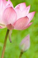 Lotus Blume
