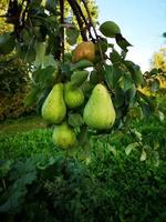 grüne Birnen wachsen auf einem Baum foto