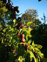 Pflaumen wachsen an einem Baum foto