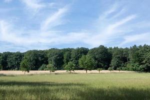 Maisfeld im Frühsommer an einem sonnigen Tag foto