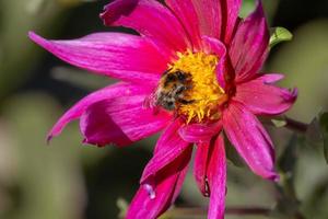 Biene auf rosa Blume foto