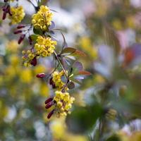 weicher fokus der schönen frühlingsblumen berberis thunbergii atropurpurea blüte. Makro von winzigen gelben Blüten der Berberitze auf dem Hintergrund von elegantem bokeh lila Laub. Naturkonzept für Design. foto