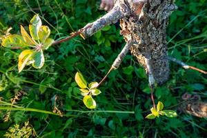 gepfropfter Obstbaum in einem Obstgarten foto