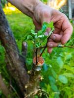 gepfropfter Obstbaum in einem Obstgarten foto