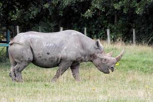 Littlebourne, Kent, Großbritannien, 2014. Spitzmaulnashorn oder Hakennashorn, das über ein Feld geht foto