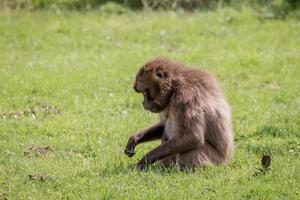 Littlebourne, Kent, Großbritannien, 2014. Gelada Pavian mit einem Stück Gras im Maul foto