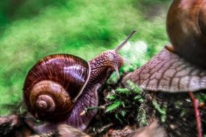 Schnecke mit schön foto