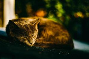 süße katze und natur foto