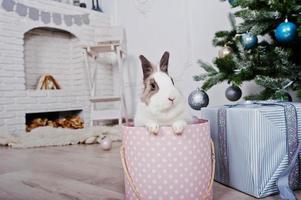 lustiges Häschen in der Geschenkbox unter dem Neujahrsbaum. frohes winterferienkonzept. foto