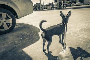 puerto aventuras quintana roo mexiko 2022 hund an der leine wartet an der golfbenzintankstelle mexiko. foto