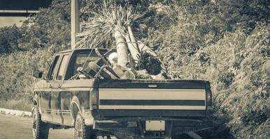 alter schmutziger amerikanischer Pick-up-LKW mit Palmen auf der Ladefläche foto