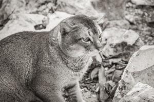 schöne süße katze mit grünen augen im tropischen dschungel mexiko. foto