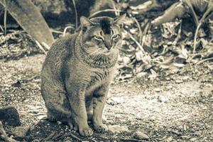 schöne süße katze mit grünen augen im tropischen dschungel mexiko. foto