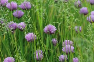 ein Feld mit Blumen. grünes Gras, lila Blumen. sommer hintergrund foto