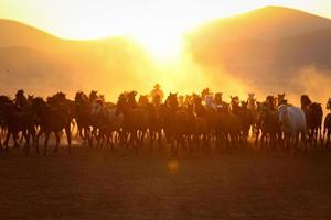 Yilki-Pferde, die auf dem Feld laufen, Kayseri, Truthahn foto