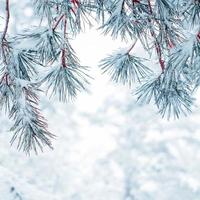 Schnee auf den Kiefernblättern in der Wintersaison foto