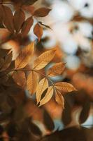 braune Baumblätter in der Herbstsaison foto