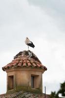 süßer storch auf einem turm foto