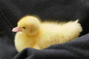 Baby-Ente und Gans foto