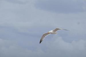 Möwe fliegt in einem bewölkten Himmel foto