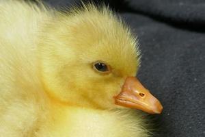 Baby-Ente und Gans foto