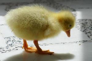 Baby-Ente und Gans foto