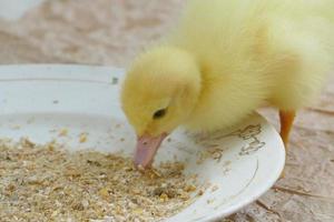 Baby-Ente und Gans foto