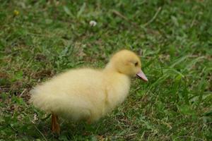 Baby-Ente und Gans foto