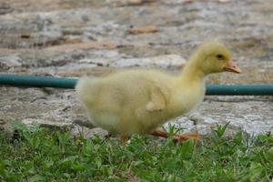 Baby-Ente und Gans foto