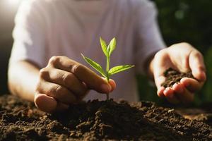 Kinder kümmern sich um junge Pflanzen auf dem Boden im Garten foto