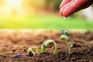 Hand des Landwirts, der kleine Bohnen im Garten mit Sonnenscheinhintergrund wässert foto