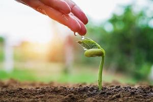 Hand des Landwirts, der kleine Bohnen im Garten mit Sonnenscheinhintergrund wässert foto