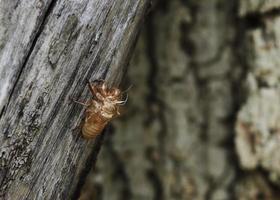Zikadenhäutung auf Baum in der Natur foto