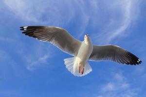 Möwe fliegt in den blauen Himmel foto