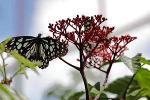 ein Schmetterling auf einem grünen Blatt, ein Schmetterling auf einer roten Blume.