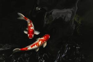 japanische koi-fische, die in einem teich im schwarzen hintergrund schwimmen. foto