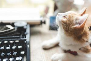 Haustierporträt der süßen braunen Katze auf dem Tischcafé, schönes weißes Pelzkätzchen-Säugetier-Tier-Hintergrundkonzept, entzückendes flauschiges Gesicht und hübsche Augentabby foto