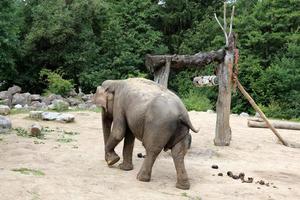 Ein Elefant ist ein großes Säugetier mit einem langen Rüssel, das in einem Zoo lebt. foto