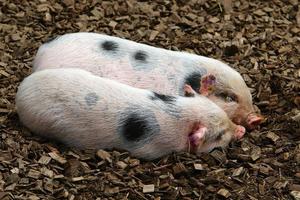 Mastschwein auf einer Schweinefarm foto