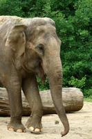 Ein Elefant ist ein großes Säugetier mit einem langen Rüssel, das in einem Zoo lebt. foto