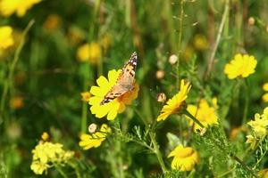 ein bunter schmetterling sitzt auf einer gelben blume foto