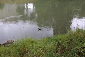 voll fließende donau in der österreichischen hauptstadt wien foto