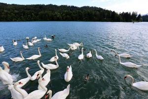 große weiße Schwäne leben auf einem Süßwassersee foto