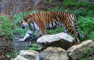 großer Amur-Tiger lebt im Zoo foto