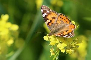 ein bunter schmetterling sitzt auf einer gelben blume foto